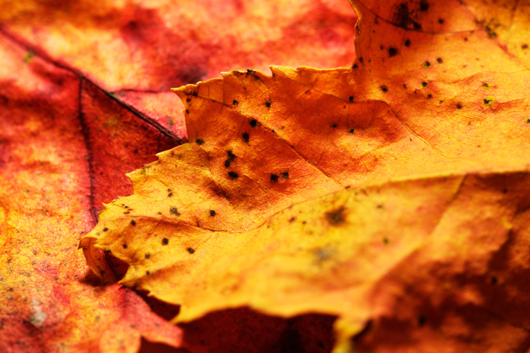 762 - Freshly Fallen (5)