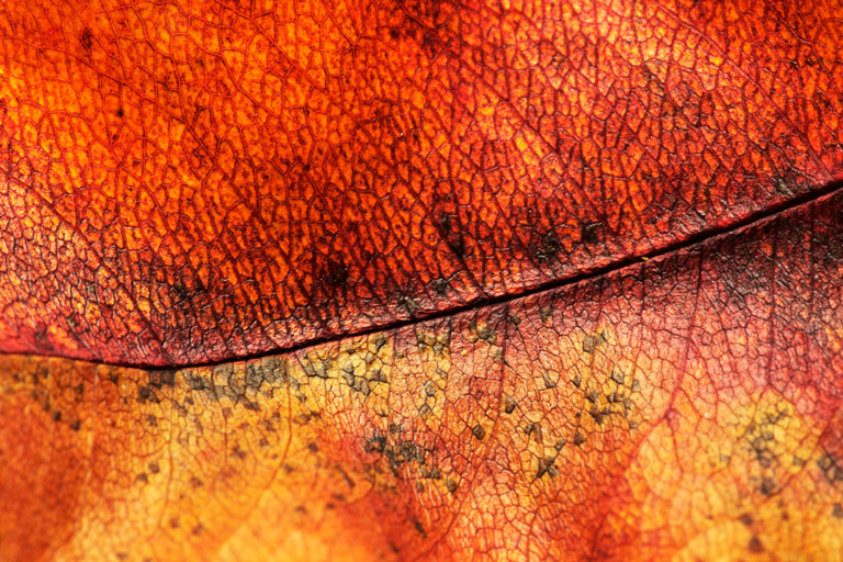 763 - Freshly Fallen (6)