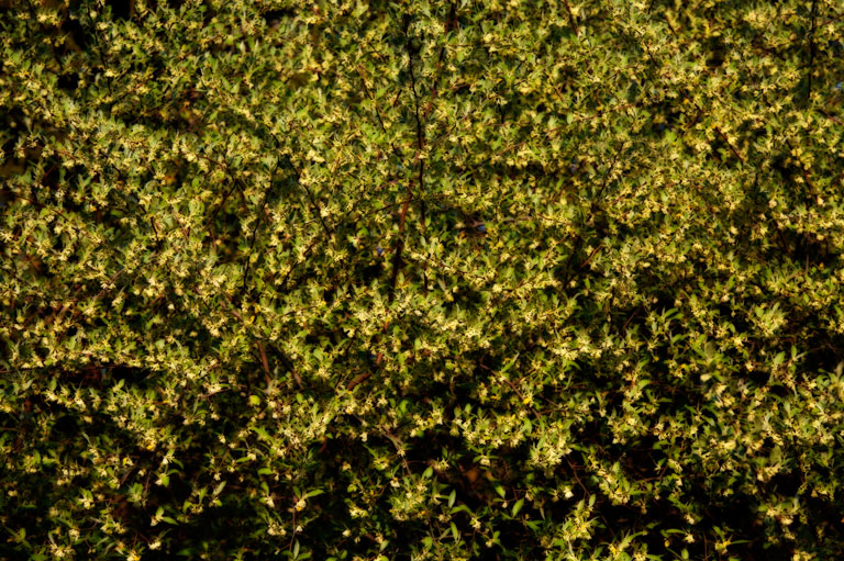 971 - Fragrant Facade