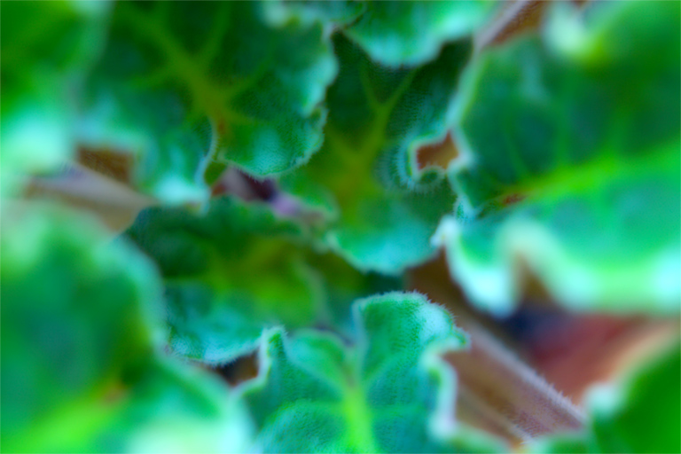 156 - Frosted Foliage