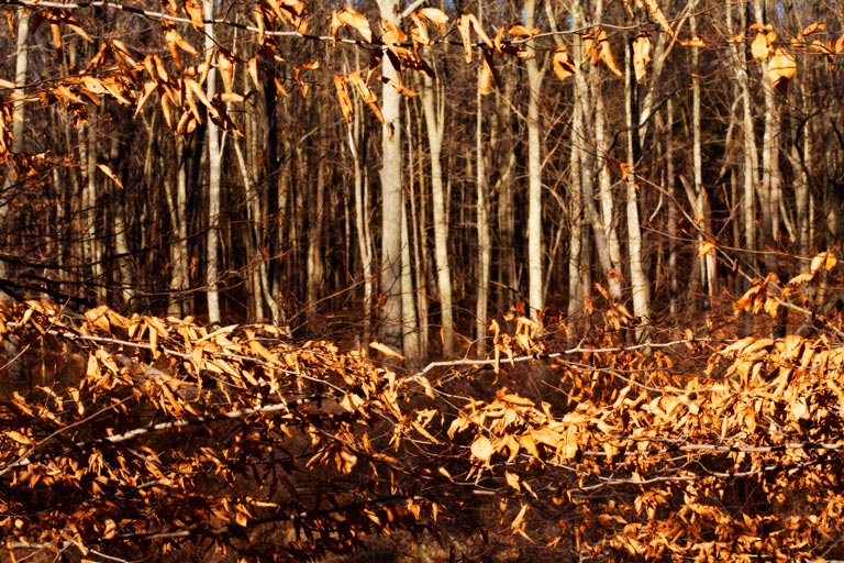 796 - Forested Framing