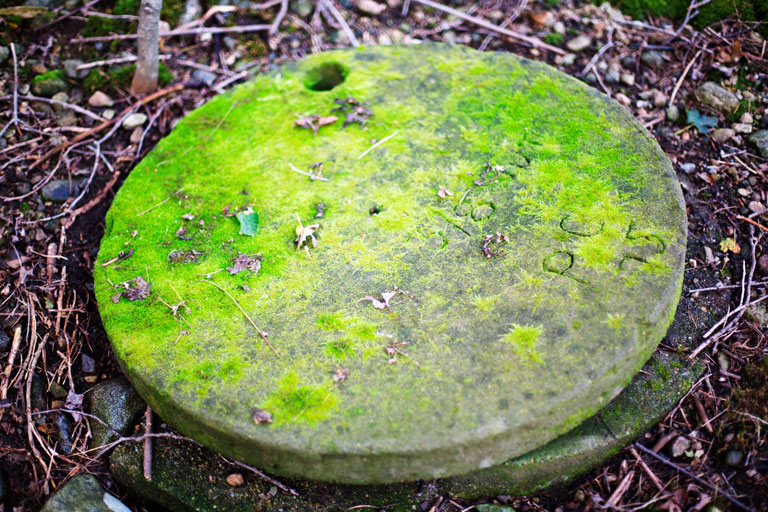 727 - Forest Mystery