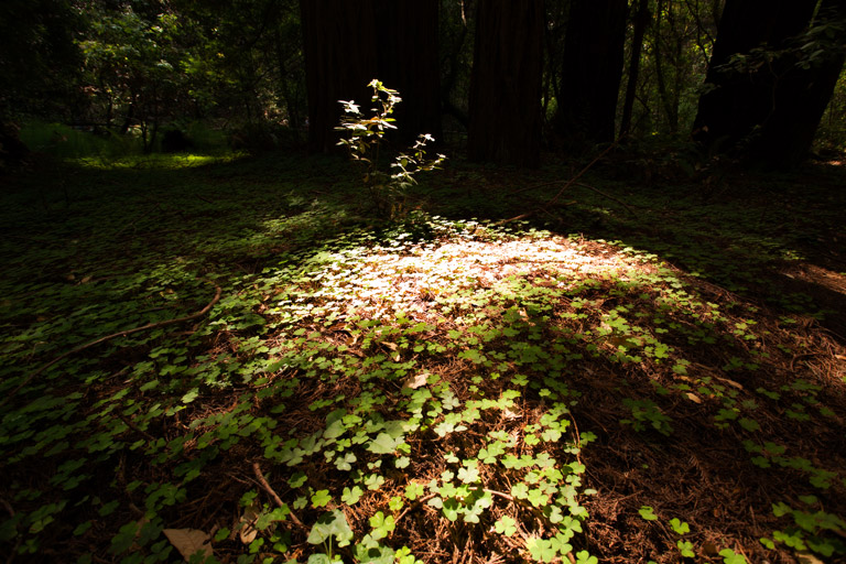 645 - Forest Spotlight