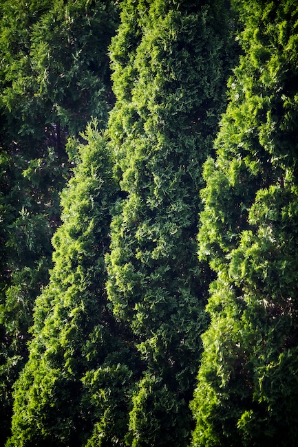 1398 - For the Knights