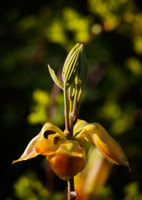 968 - Afternoon Bloom