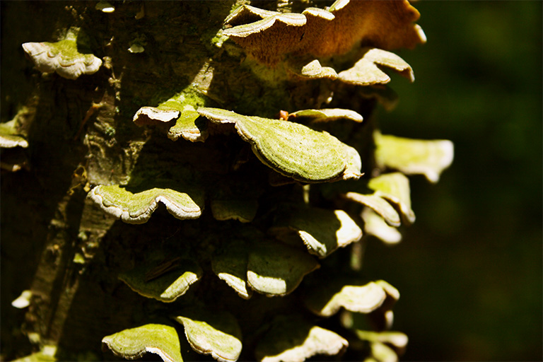 261 - A Fungus Among Us