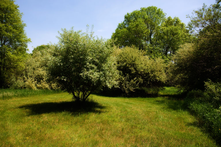 611 - A Favorite Glade