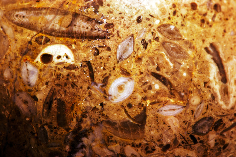 843 - Galaxies of Pre-History