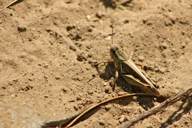11 - Dusty Grasshopper