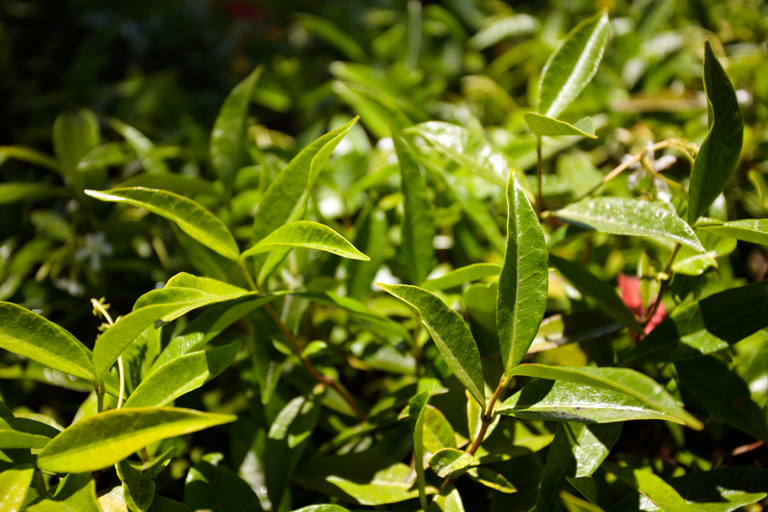 658 - Green Calm of Jasmine