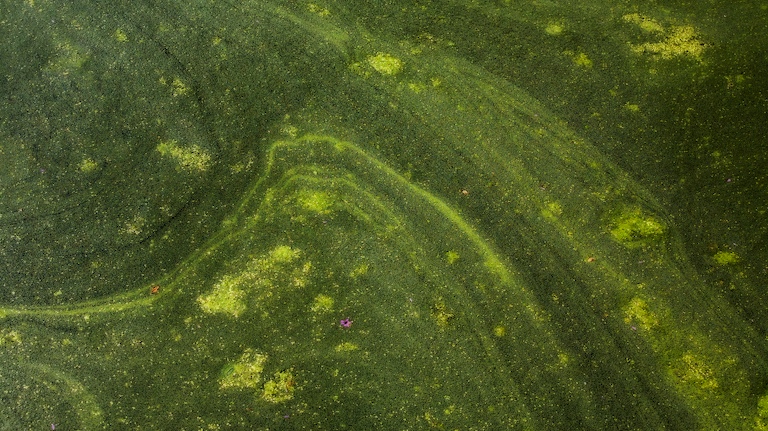 1109 - Green Currents