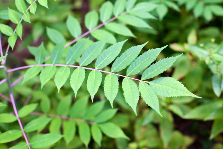 729 - Green (While There's Still Some Left)