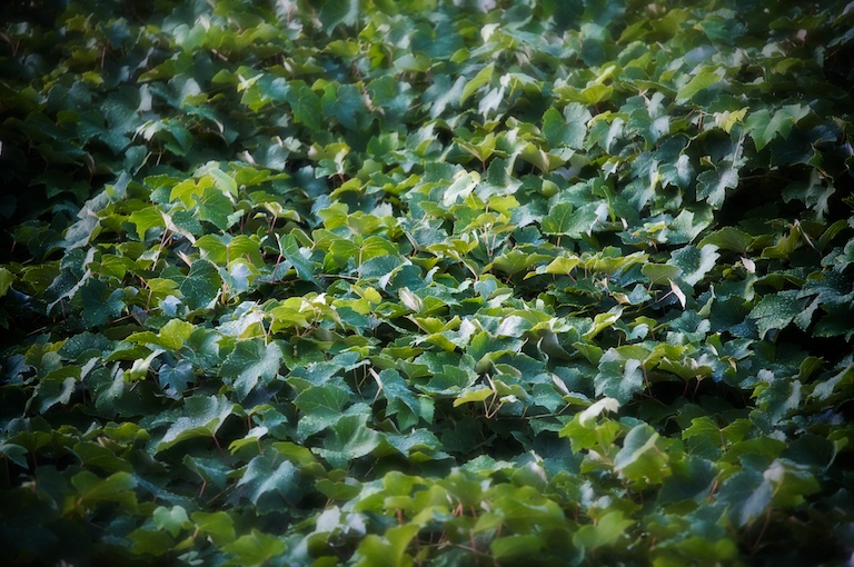 1396 - Grape Leaves, After the Rain