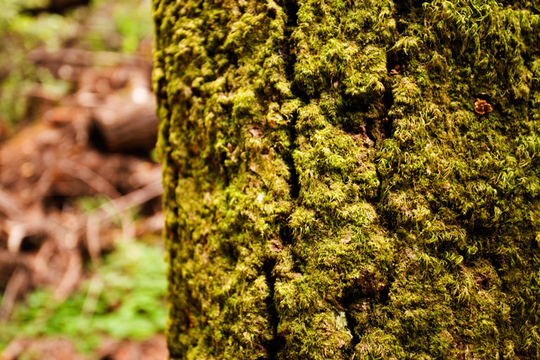 644 - Getting a Bit Mossy