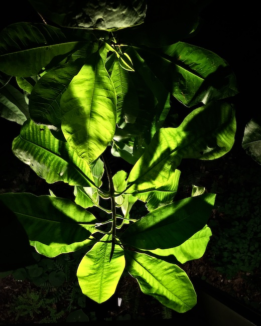 3154 - High Line Greenery