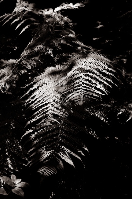 1082 - Hillside Peace