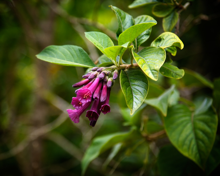 1043 - Hummingbird's Delight