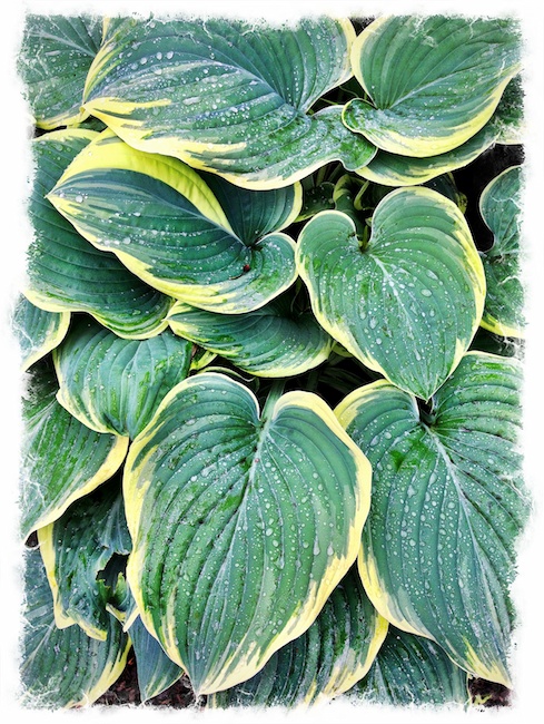 2932 - Happy Hosta