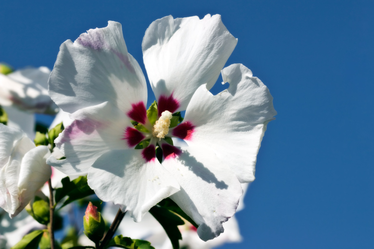 357 - Rose of Sharon
