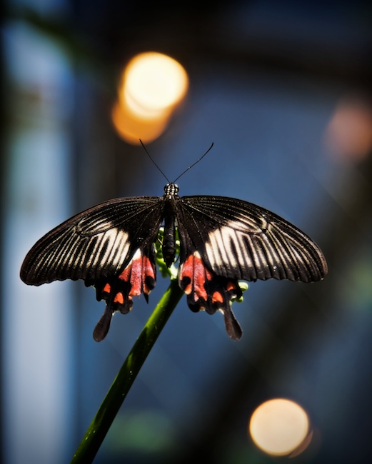 1372 - Hover and Float