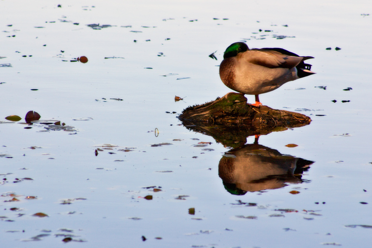 412 - I Spy, With My Little Eye