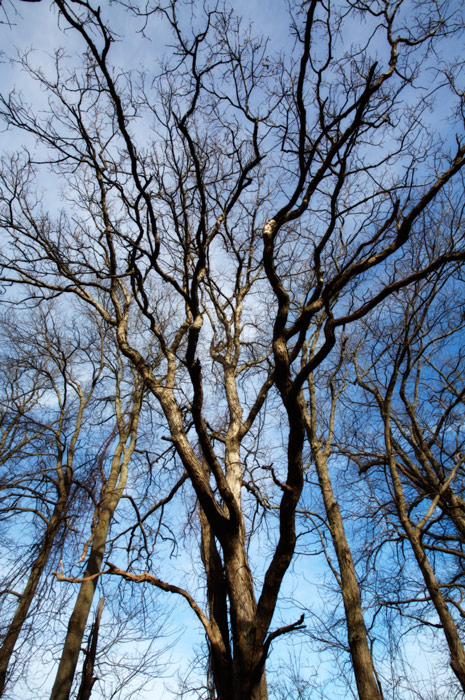 890 - Jubilation in the Forest