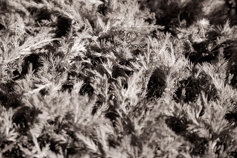 277 - Forested Microcosm