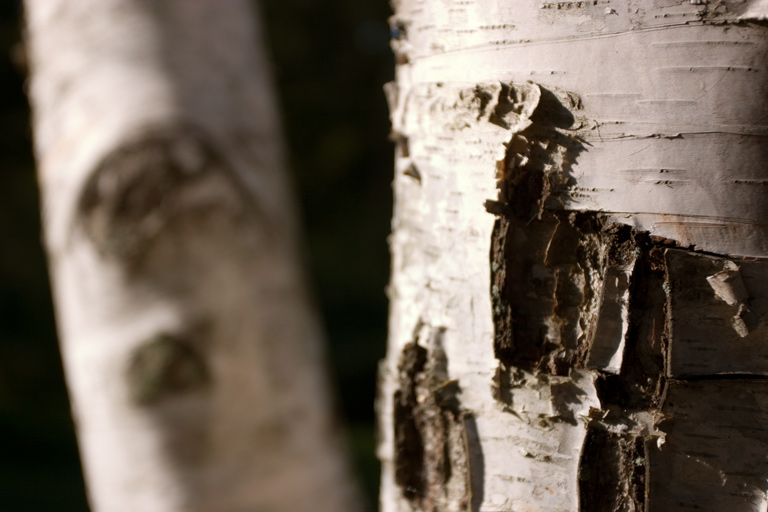 362 - Keeping an Eye Out