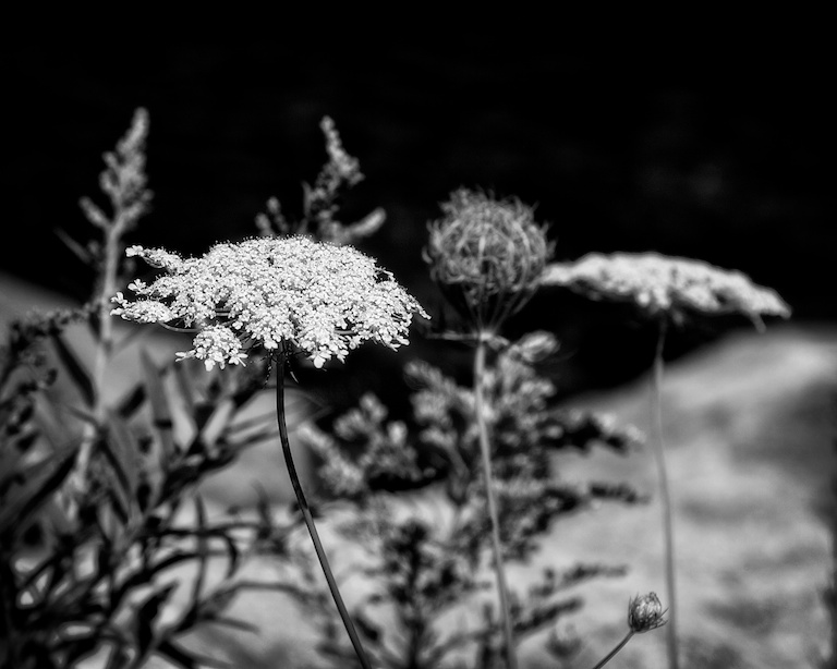 2983 - Lace Along the Shores