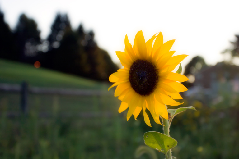 352 - Reflecting on Summer's Passage