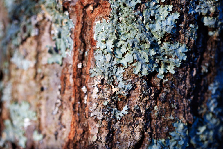 756 - Likin' the Lichen