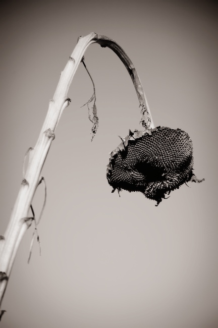 1131 - All Things Must Pass