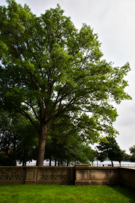 1389 - Learning Tree