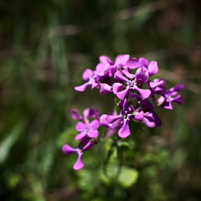 1333 - Little Triumphs