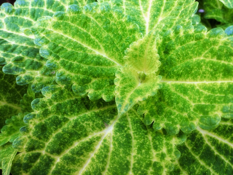 2954 - Lizard Leaves