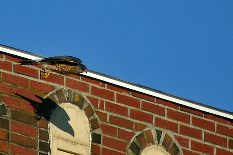 48 - Me and My Shadow