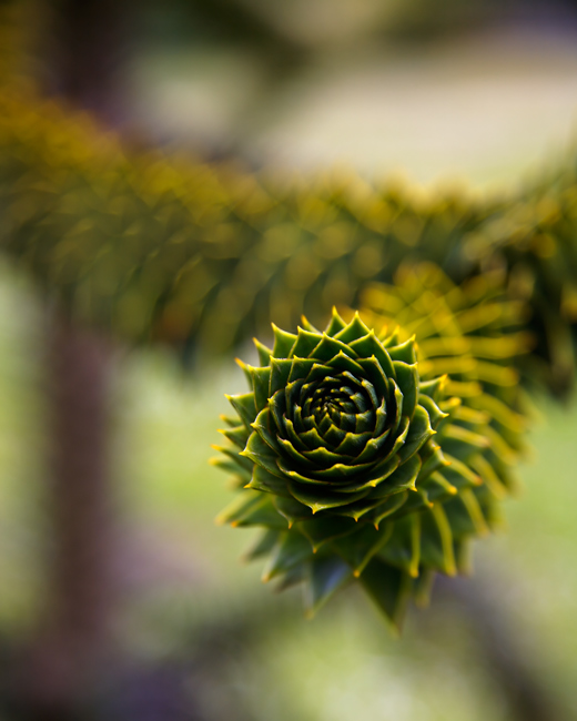 1046 - Monkey Puzzle