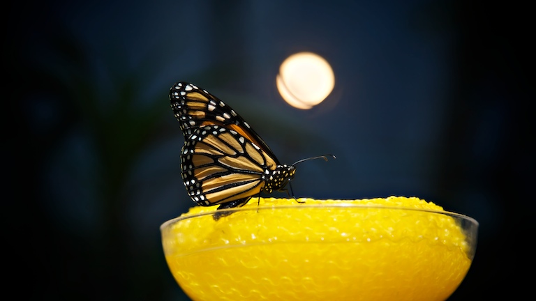 1346 - Monarch Margarita