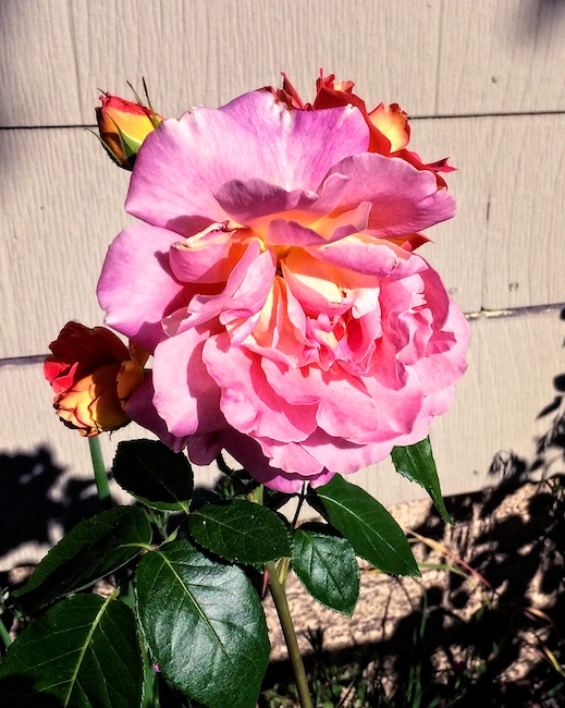 3098 - Morning Bloom