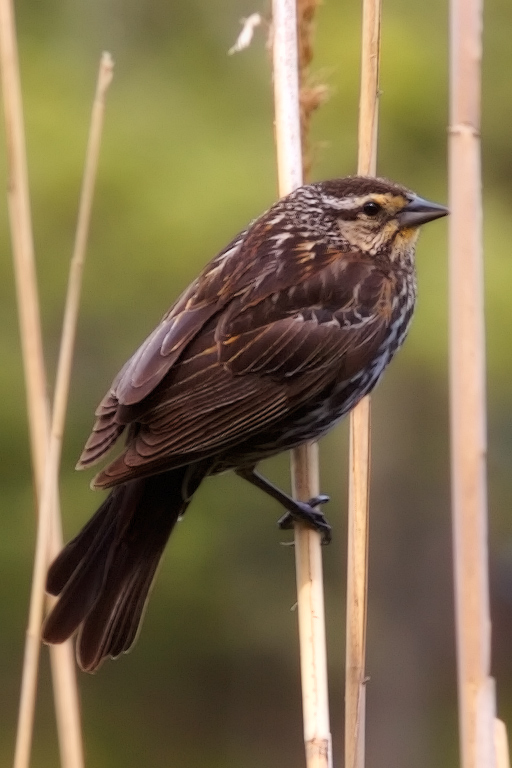 978 - Meet the Missus