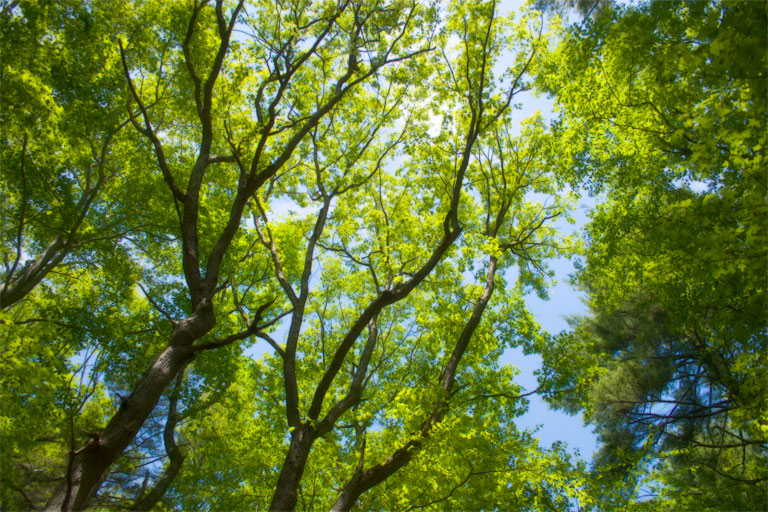 264 - Natural Structure