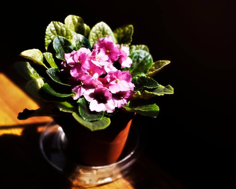 1325 - In Full Bloom