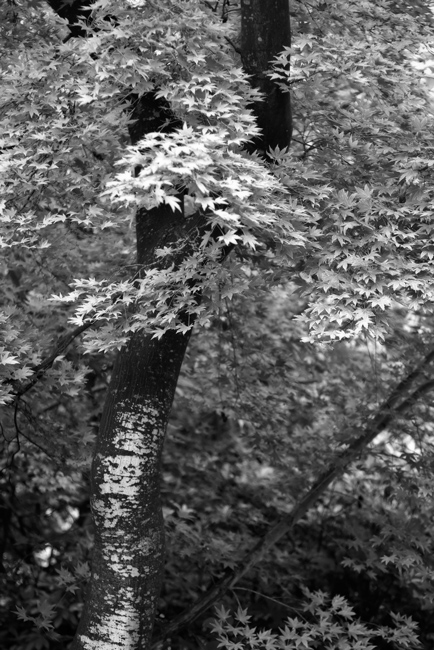 1049 - A Natural Calm