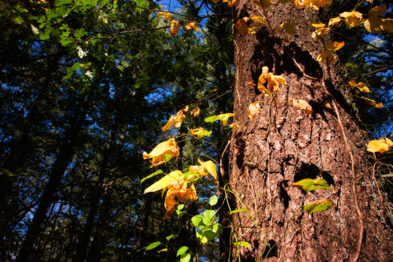 415 - Intrepid Voyagers