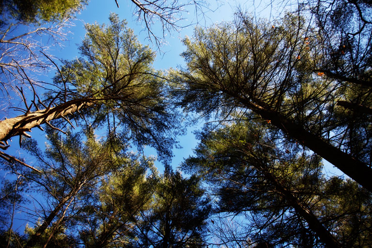 923 - Overhead and Evergreen