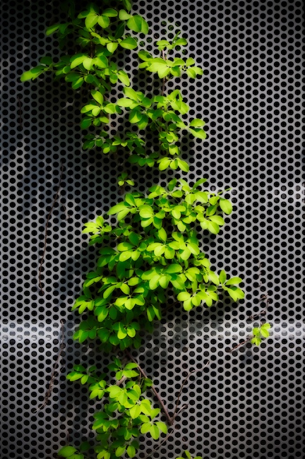 1385 - A Peaceful Coexistence