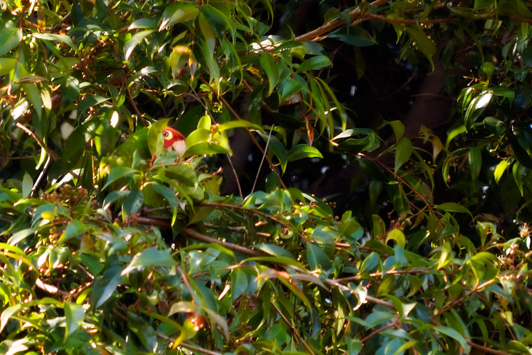 663 - Peek-a-Boo Cameo