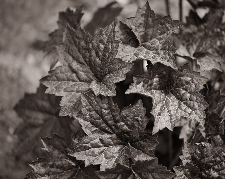 977 - Peppered with Pollen