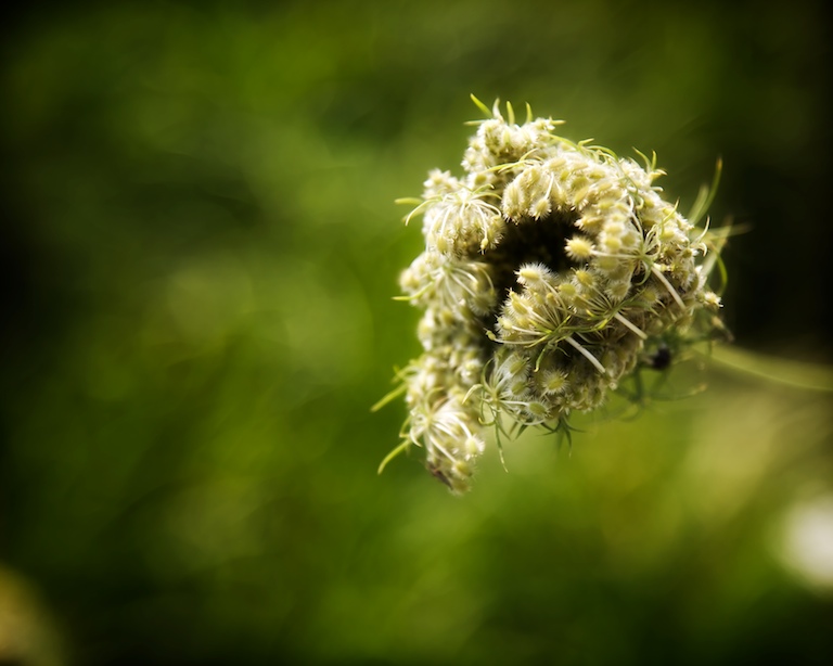 1403 - Queen In Waiting