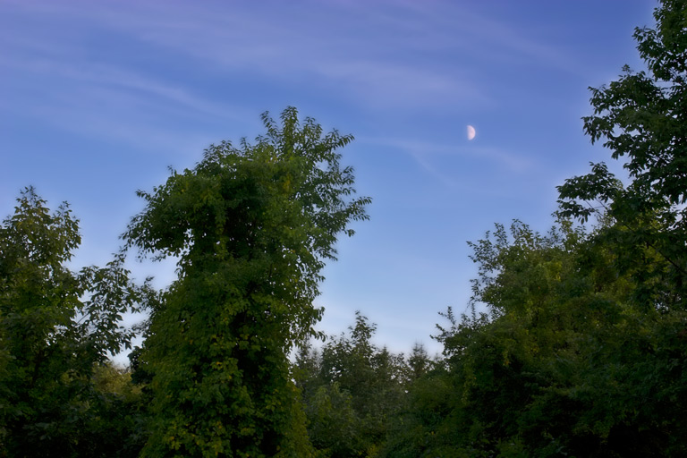 359 - Reach for the Moon